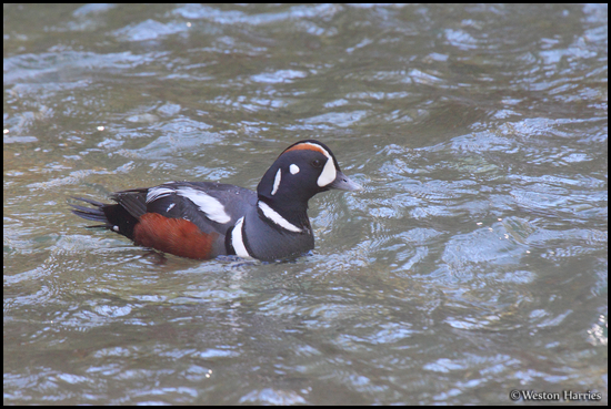 - Male Harlequin Duck, Glacier NP -