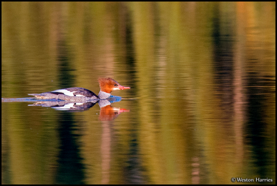 - Female Common Merganser Duck in Sunrise Light, Glacier NP -