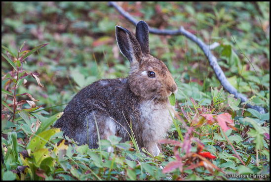 - Snowshoe Hare Eating a Leaf, Glacier NP -