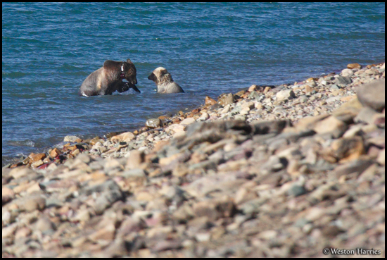 - Blonde Grizzly Bear Cub and Sow Playing in Lake Sherburne, Glacier NP -