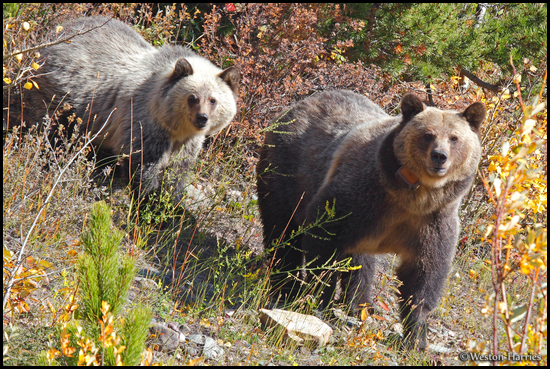 - Collared Grizzly Bear Sow and Her Blonde Cub, Glacier NP -