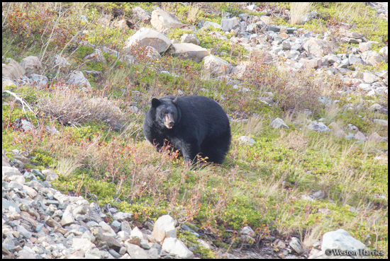 - Chubby Black Bear, Glacier NP -