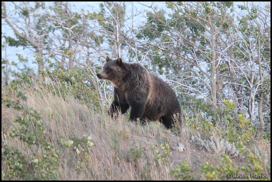 - Grizzly Bear, Glacier NP -