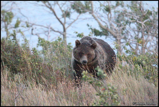 - Grizzly Bear, Glacier NP -