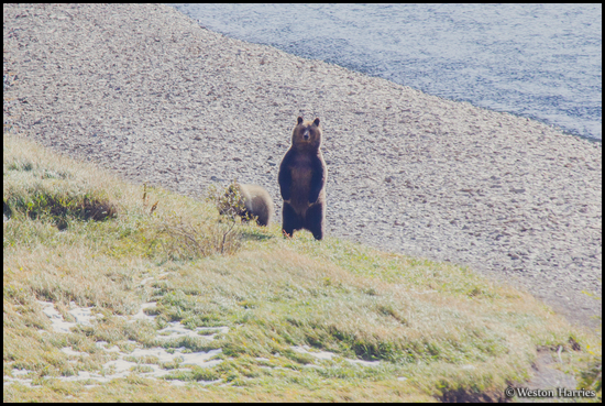 - Grizzly Bear Sow Standing Up, Glacier NP -