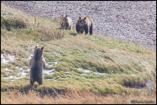 - Grizzly Bear Standing Up
Looking at a Sow with Her New Cub, Glacier NP -