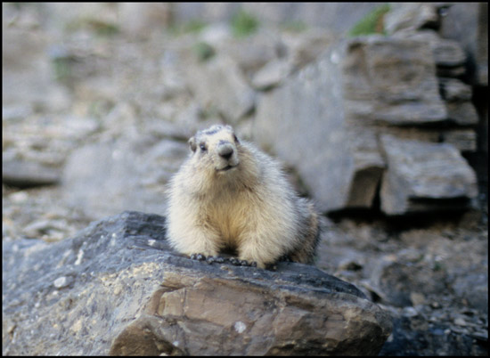 - Marmot Posing Along the Highline Trail, Glacier NP -