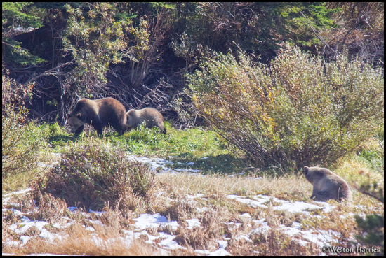 - Grizzly Bear Looking at a Grizzly Sow with Her New Cub, Glacier NP -