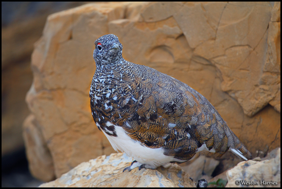 - Ptarmigan, Glacier NP -