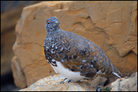 - Ptarmigan, Glacier NP -