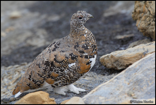 - Ptarmigan, Glacier NP -