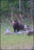 - Grizzly Bear Sow on Log, Glacier NP -