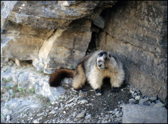 - Marmot Posing Along the Highline Trail, Glacier NP -