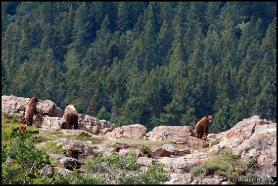 - Black Bear Sow with Two Standing Cubs
Looking Over a Rock Ledge, Glacier NP -