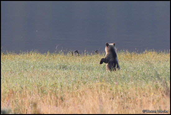 - Blonde Grizzly Bear Cub Standing
to See Canadian Geese, Glacier NP -