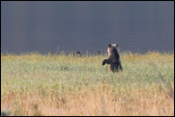 - Blonde Grizzly Bear Cub Standing
to See Canadian Geese, Glacier NP -