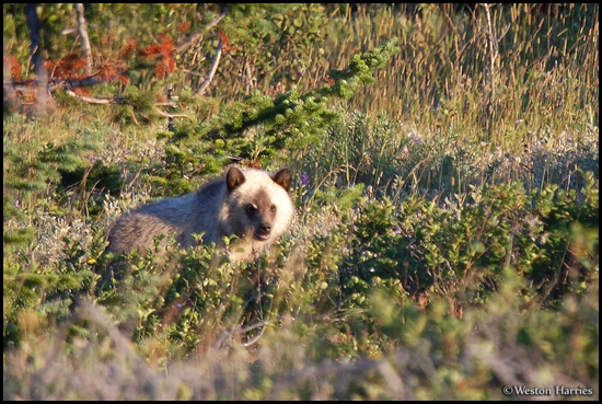 - Blonde Grizzly Bear Cub, Glacier NP -