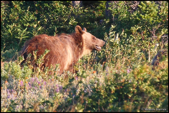 - Grizzly Bear Sow, Glacier NP -