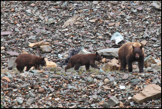 - Black Bear Sow With Two Cubs, Glacier NP -