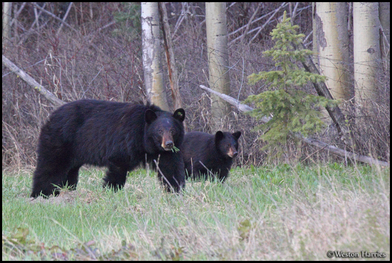 - Tagged Black Bear Sow with Cub, Glacier NP -