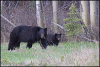 - Tagged Black Bear Sow with Cub, Glacier NP -