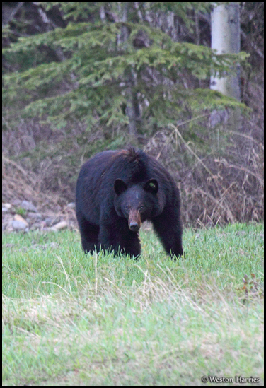 - Tagged Black Bear Sow, Glacier NP -