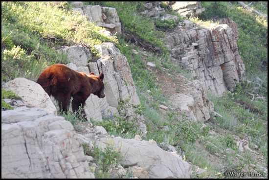 - Cinnamon Colored Black Bear Sow, Glacier NP -
