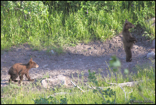 - Two Black Bear Cubs, One Standing, Glacier NP -