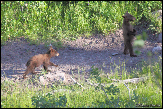 - Two Black Bear Cubs, One Standing, Glacier NP -