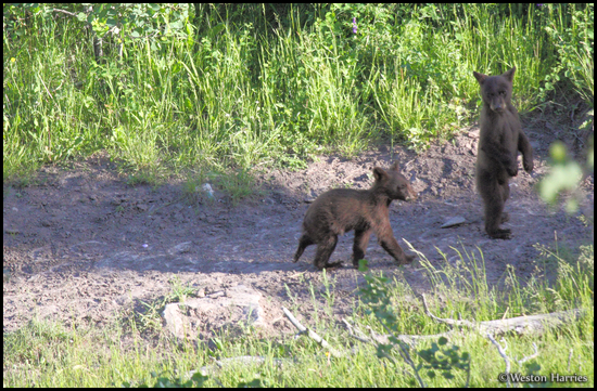 - Two Black Bear Cubs, One Standing, Glacier NP -
