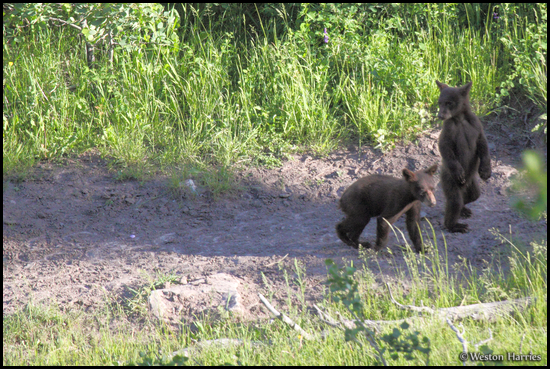 - Two Black Bear Cubs, One Standing, Glacier NP -