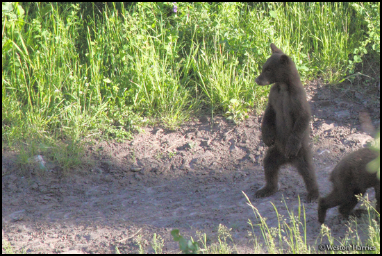 - Two Black Bear Cubs, One Standing, Glacier NP -
