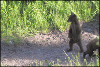- Two Black Bear Cubs, One Standing, Glacier NP -