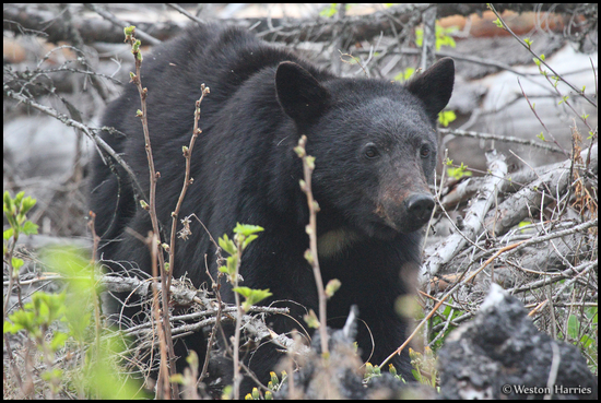 - Black Bear, Glacier NP -