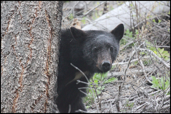 - Black Bear, Glacier NP -