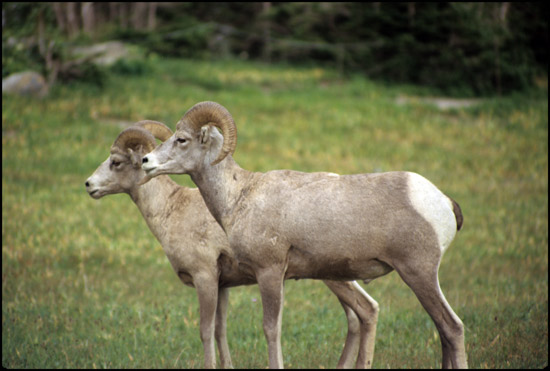 - Bighorn Sheep, Glacier NP -