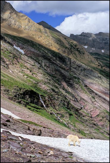 - Mountain Goat Near Gunsight Pass, Glacier NP -