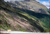 - Mountain Goat Near Gunsight Pass, Glacier NP -