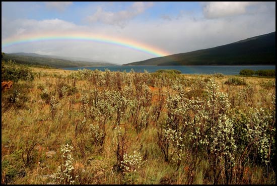 - Rainbow Over Sage Brush & Lake Sherburne, Glacier NP -