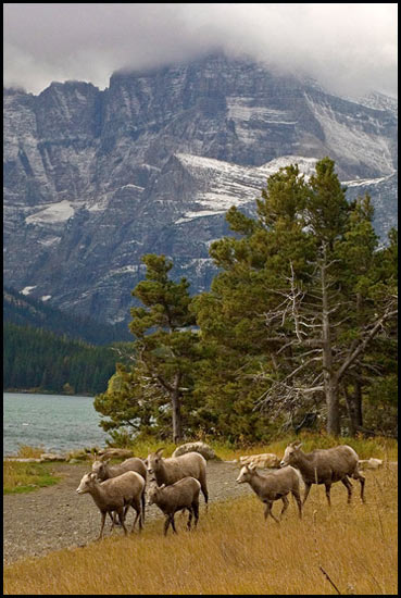 - Bighorn Sheep Ewes and Juveniles Below Mt. Gould, Glacier NP -