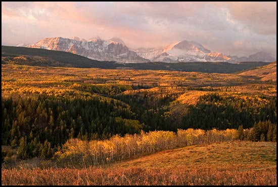 - Aspens in Fall Color, Below Sherburne Peak & Yellow Mountain at Sunrise, Glacier NP -