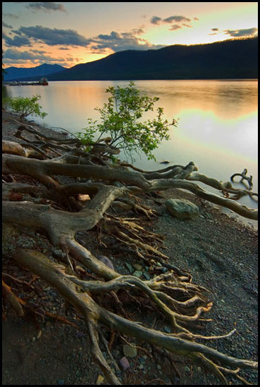 - Exposed Tree Roots on the Shore of Lake McDonald, Sunset, Glacier NP -
