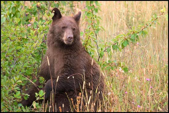 - Cinnamon Colored Black Bear, Glacier NP -