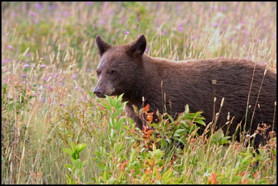 - Cinnamon Colored Black Bear, Glacier NP -