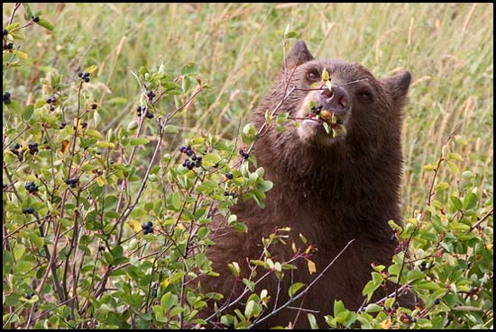 - Cinnamon Colored Black Bear Feeding on Huckleberries, Glacier NP -