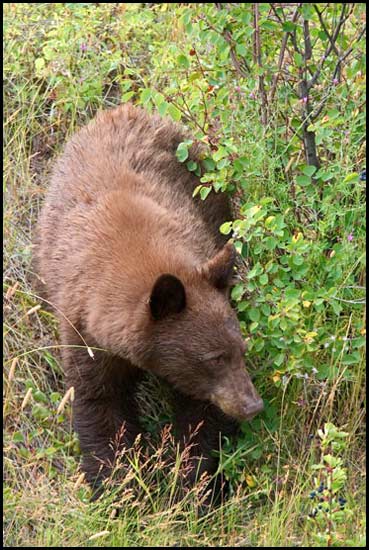 - Cinnamon Colored Black Bear, Glacier NP -