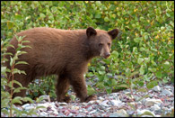 - Cinnamon Colored Black Bear Cub, Glacier NP -