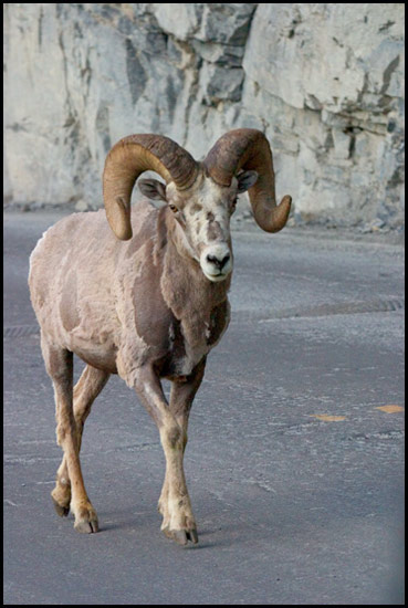 - Moulting Bighorn Sheep Ram, Glacier NP -