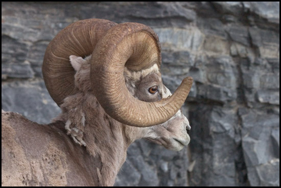 - Moulting Bighorn Sheep Ram Portrait, Glacier NP -