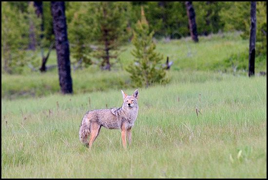 - Coyote in a Meadow, Glacier NP -